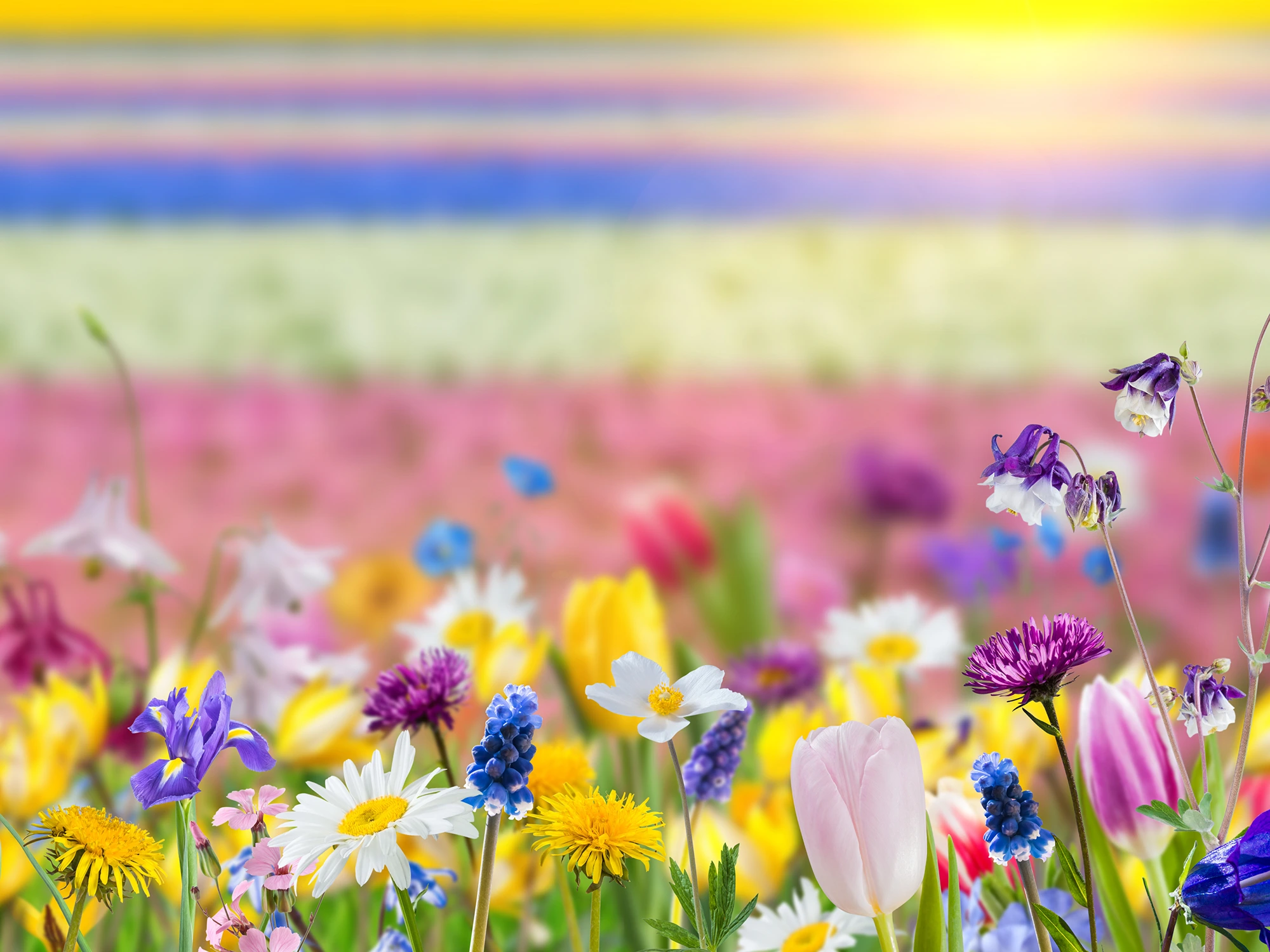 Colorful Spring flowers in a field