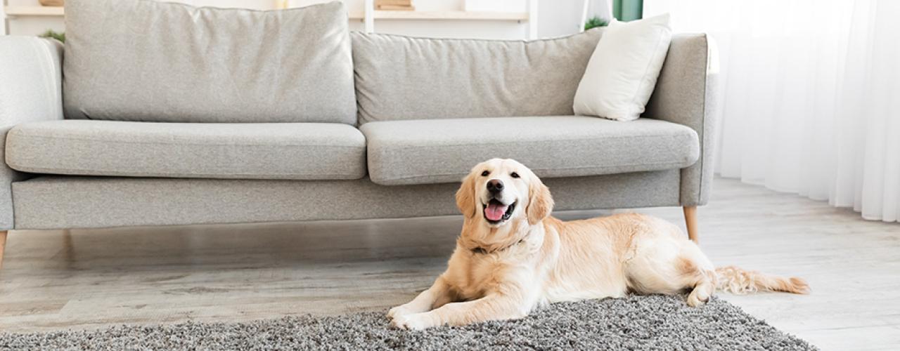 Dog sitting on rug in living room