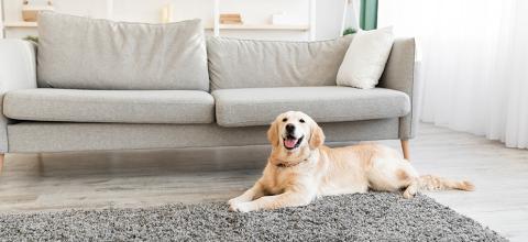 Dog sitting on rug in living room