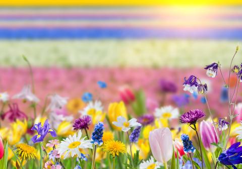 Colorful Spring flowers in a field